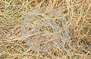 Dry grass green yellow background rustic base hay food for livestock natural pattern photo