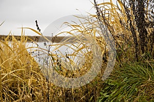 Dry grass grows on the shore of the lake. beautiful natural background image