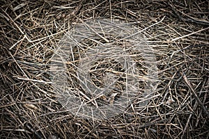 Dry grass hay for background. The texture of the straw backdrop.