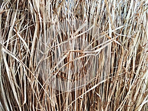 Dry grass, hay, straw laid in rows. Thatched wall background and texture. Tropical roofing on beach. Abstract pattern