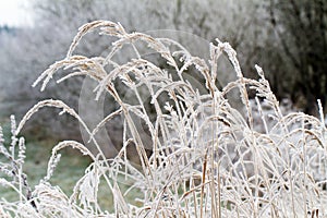 Dry grass in hoarfrost