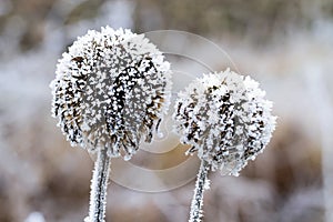 Dry grass in hoarfrost