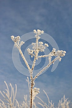 Dry grass in hoarfrost against the blue sky