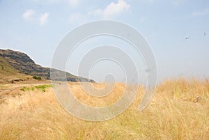 Dry grass with horizon and mountaineous area