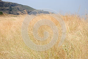 Dry grass with horizon and mountaineous area