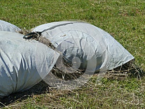 Dry grass in Kray on the island Pasman