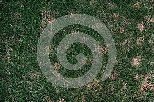 Dry grass leaf change from green to dead brown in a circle lawn texture background dead dry grass. Dead grass of the nature