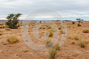 Dry grass and lonely trees in the Sahara desert, Morocco, Africa