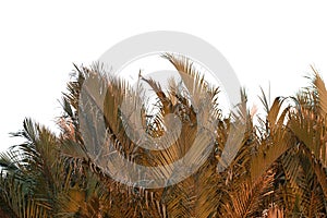 Dry grass lush bush isolated on white background