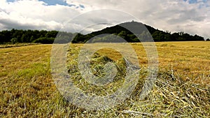 Dry grass on meadow in farmland bellow hill. Stalks are shaiking in wind. Haymaking in the countryside below hills.