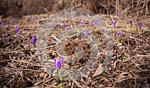 Suchá tráva louka s divokými květy fialového kosatce (Crocus heuffelianus), detailní detail