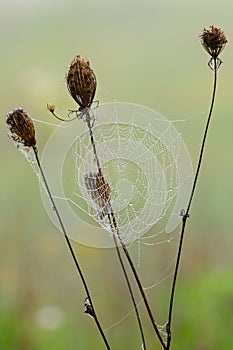 Spider web with dew droplets on dry grass