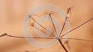 Dry grass moving in the wind in the blurry red brown background