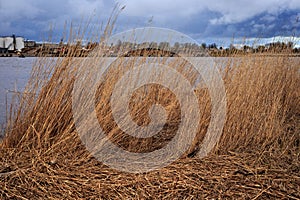 Dry grass near industrial area of Parnu bay in evening. It a bay in the northeastern part of the Gulf of Livonia Gulf of Riga,