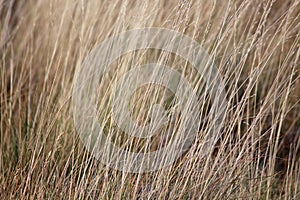 Dry grass