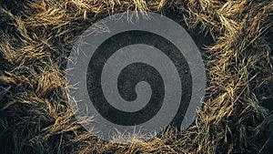 dry grass plant texture background