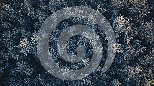 dry grass plant texture background