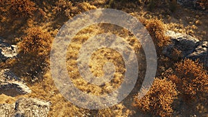 dry grass plant texture background