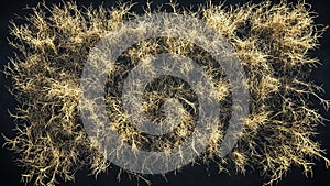 dry grass plant texture background