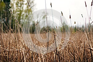 Dry grass red grass, drought, autumn