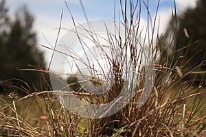 Dry grass that resides in the savanna of Cikasur, Argopuro Mountain