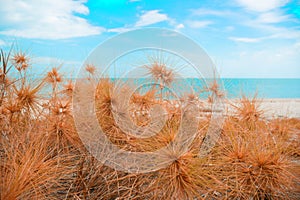 Dry grass with sand beach
