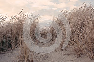 Dry grass on a sandy beach, tumbleweed.