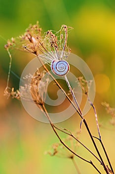 Dry grass with a small snail at sunset - closeup