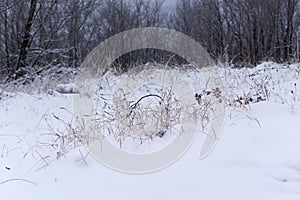 Dry grass in snow
