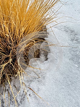 Dry grass and snow at the Seismiles Route in Catamarca, Argentina