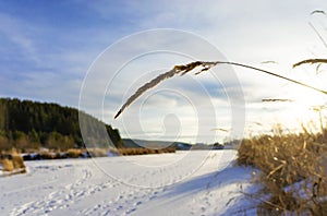 Dry grass spikelet close-up on the background of blue cloudy sky and winter snowy landscape. Abstract natural background with copy