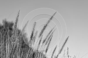 Dry grass spikelets growing on field sky background