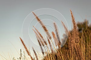 Dry grass spikelets growing on field sky background