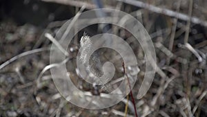 Dry grass in spring 2