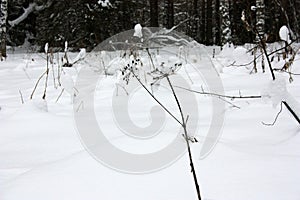 Dry grass sprouts in a snowy field