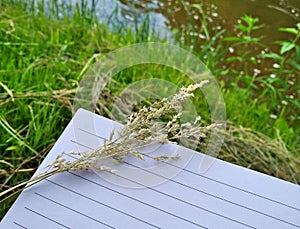 Dry grass stalks on white striped sheet of paper