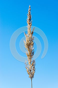 Dry grass stem and blue sky