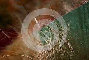 Dry grass in summer poaceae or soft seed head of wild grass photo