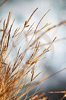 Dry grass in sun