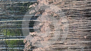 dry grass sways in the wind, trees with green leaves in the background