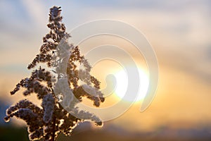 Dry grass taken against the backdrop of the sun setting