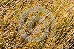 Dry grass texture