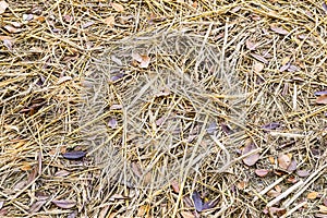 Dry grass texture