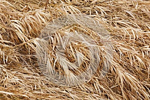 Dry grass texture