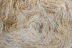 Dry Grass Texture photo