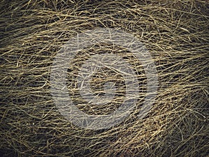 Dry grass texture. Withered wild plants and herb in the field, natural hay background. Parched vegetation