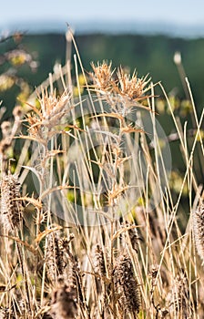 Dry grass and thorny weeds