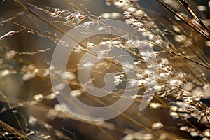 Dry grass tilted by the wind