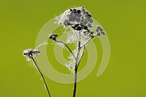 Dry Grass