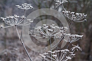 The dry grass of the UmbellÃ­ferae family is covered with white hoarfrost